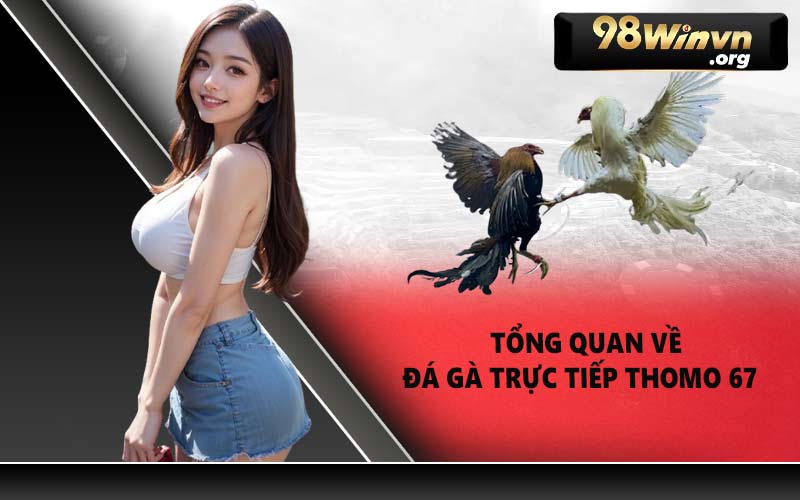 Tổng quan về đá gà trực tiếp Thomo 67